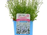 Daugiametė gėlė, įvairios, vazonėlio talpa 2 l.