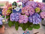 Dekoratyvinis krūmas, didžialapė hortenzija "Diva Fiore", vazonas 5 l.