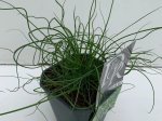 Žolinis augalas, vikšris "Spiralis", vazonėlio skersmuo 11 cm.
