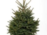Sidabrinė eglė (Picea pungens) vazone, aukštis 100-130 cm.