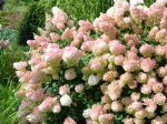 Dekoratyvinis krūmas, šluotelinė hortenzija, vazonas 11 l.