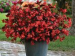 Vienmetės gėlės daigelis, hibridinė begonija "Megawatt Red Bronze Leaf"