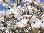 Dekoratyvinis krūmas, magnolija, vazonas 5 l.