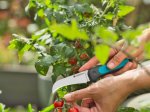 Derliaus nuėmimo peiliukas GARDENA VeggieCut, ašmenys 84 mm