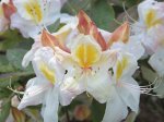 Dekoratyvinis krūmas, rododendras, įvairūs, vazonas 5 l.