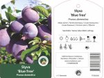 Vaismedis, slyva "Blue free", vazonas 20 l.