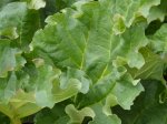 Daugiametis augalas, daržovinis rabarbaras, vazonas 5 l.