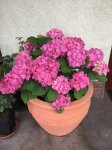 Dekoratyvinis krūmas, didžialapė hortenzija "Diva Fiore", vazonas 5 l.