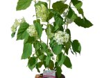 Dekoratyvinis krūmas, hortenzija šviesioji, vazonas 5 l.