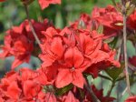 Dekoratyvinis krūmas, rododendras, įvairūs, vazonas 5 l.