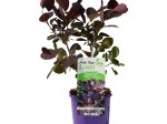 Dekoratyvinis krūmas, pūkenis "Royal Purple", vazonas 2 l.