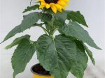 Daugiametė gėlė, saulėgrąža, vazonėlio skersmuo 13 cm.