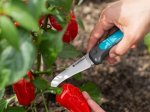 Derliaus nuėmimo peiliukas GARDENA VeggieCut, ašmenys 84 mm