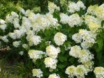 Dekoratyvinis krūmas, hortenzija šluotelinė, vazonas 5 l.