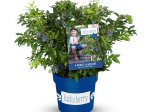 Vaiskrūmis, šilauogė LUCKY BERRY