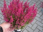 Vienmetė gėlė, grakščioji erika, vazonėlio skersmuo 11 cm.