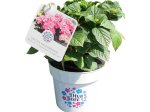 Dekoratyvinis krūmas, didžialapė hortenzija "Diva Fiore", vazonas 5 l.